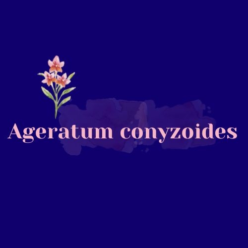 Ageratum conyzoides